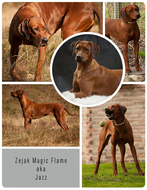 Zejak Magic Flame aka Jazz