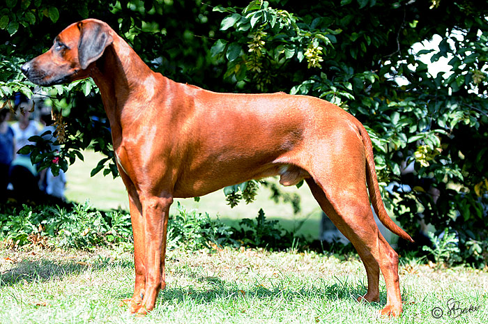 Shangani Dundubala Weltevreden