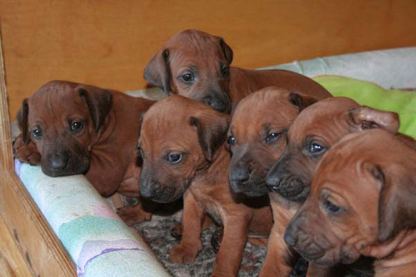 K Litter