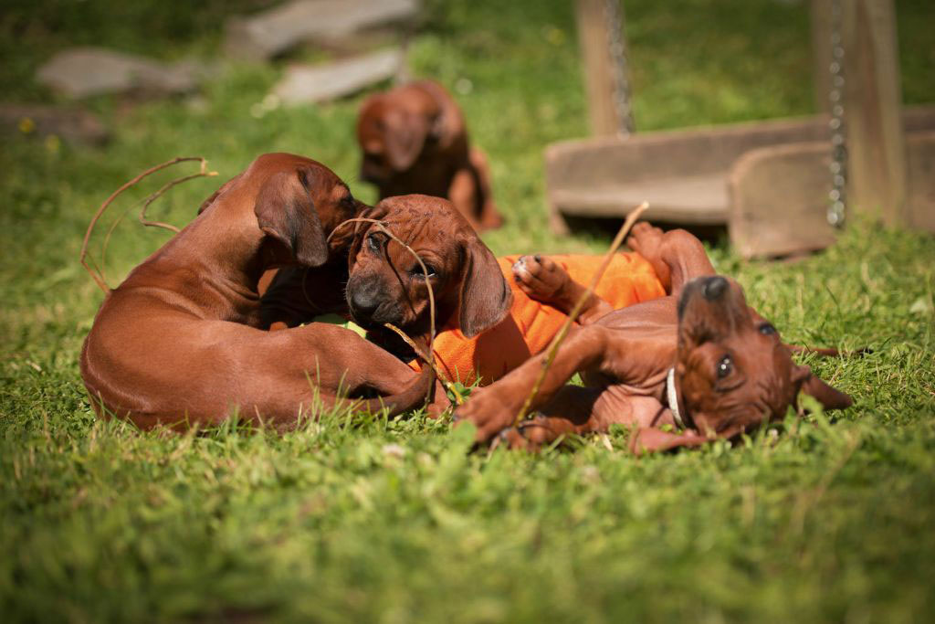 L Litter