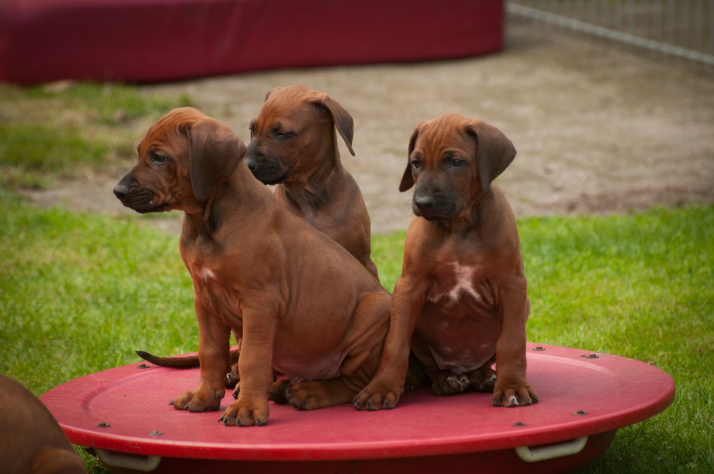 O Litter