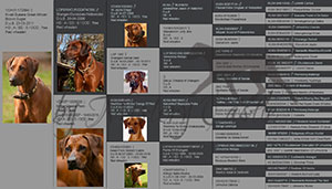 Pedigree